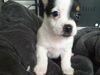 Mixed Breed dogs One beautiful girl jack Russell left - Advert 17