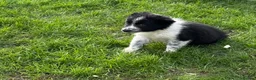 Border Collie dogs for sale: 🌟Beautiful Border Collies🌟 - Advert 11