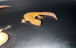 Leopard Gecko reptiles for sale: 4 leopard geckos  - Advert 4