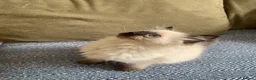 Ragdoll cats for sale: Ragdoll Kittens in Boncath - Advert 14