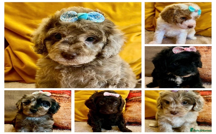 Cavapoo dogs - Advert 6