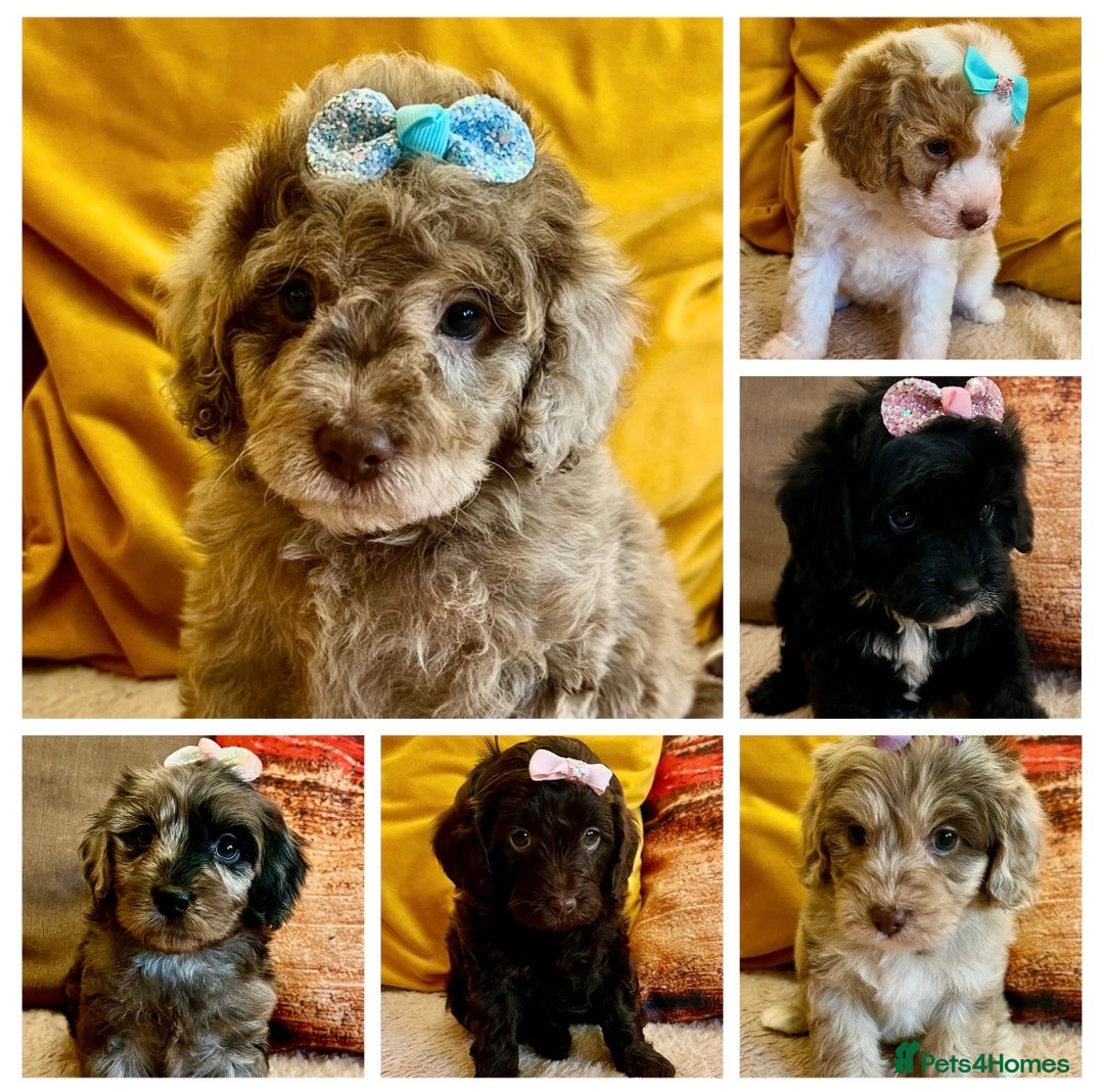 Cavapoo dogs for sale: TOY Fluffy Cavapoo’s From Health Tested Parents - Image 1