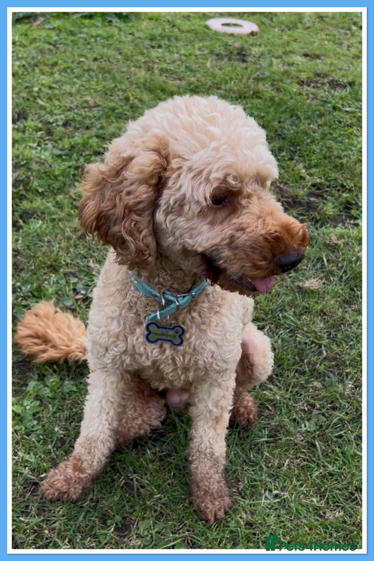 Miniature Poodle dogs 💙 PADDINGTON 💙STUNNING WELL PROVEN STUD 💙 - Advert 3