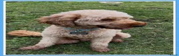 Miniature Poodle dogs for stud: 💙 PADDINGTON 💙STUNNING WELL PROVEN STUD 💙 - Advert 1