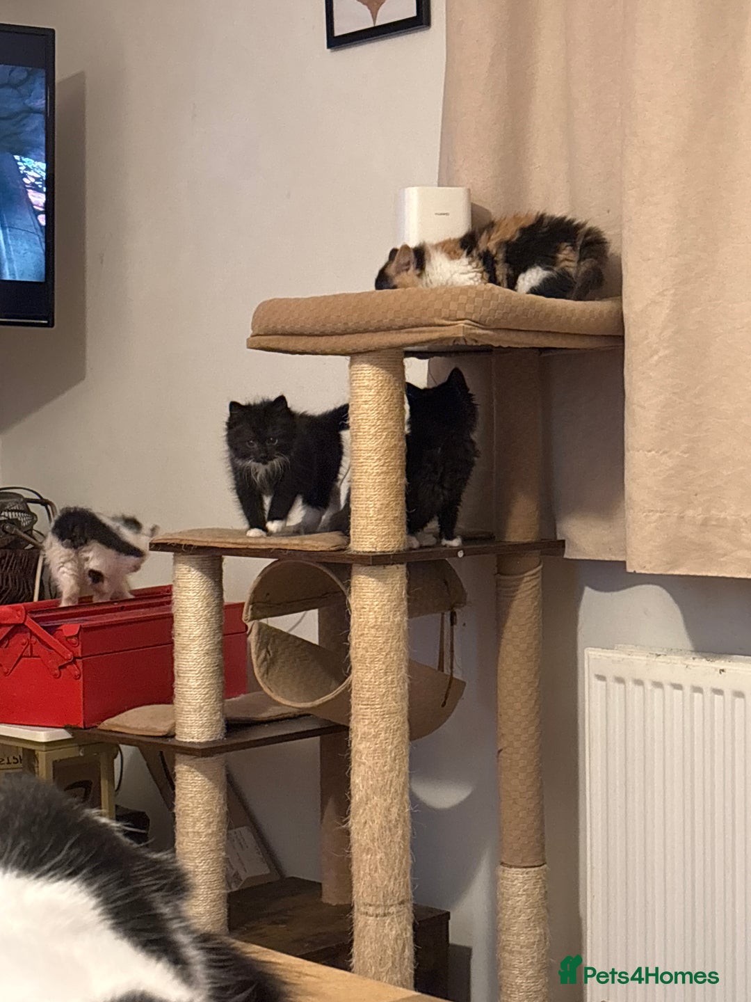 Mixed Breed cats for sale: Five semi long haired kittens available now - Advert 5