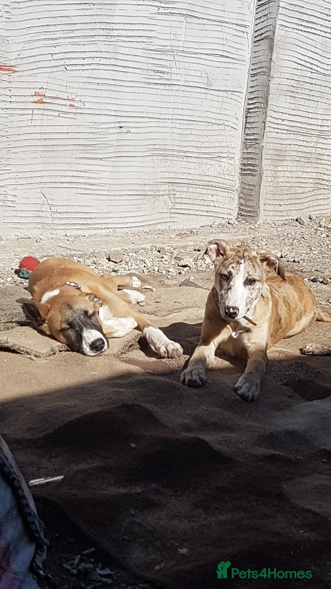 Mixed Breed dogs for sale: 2x female Whippet X Collie - Advert 9