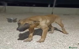 Mixed Breed dogs for adoption: 💖Hope and a Bright Future for DAMA - Image 3