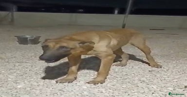 Mixed Breed dogs - Advert 2