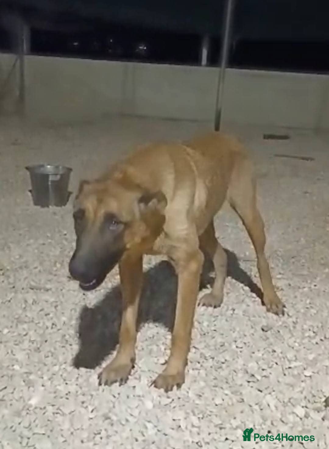 Mixed Breed dogs for adoption: 💖Hope and a Bright Future for DAMA - Image 3