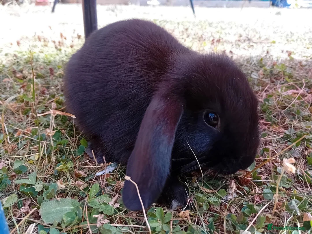 Mini Lop rabbits for sale: Baby rabbits  - Advert 1