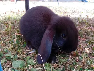 Mini Lop rabbits Baby rabbits - Advert 6