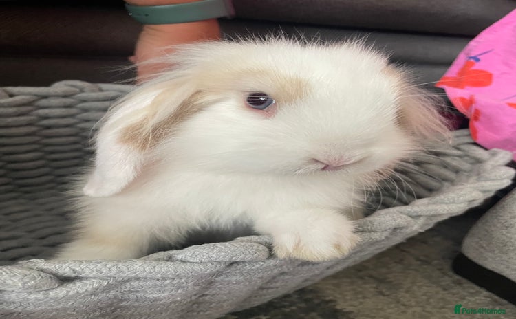 Mini Lion Lop rabbits - Advert 1