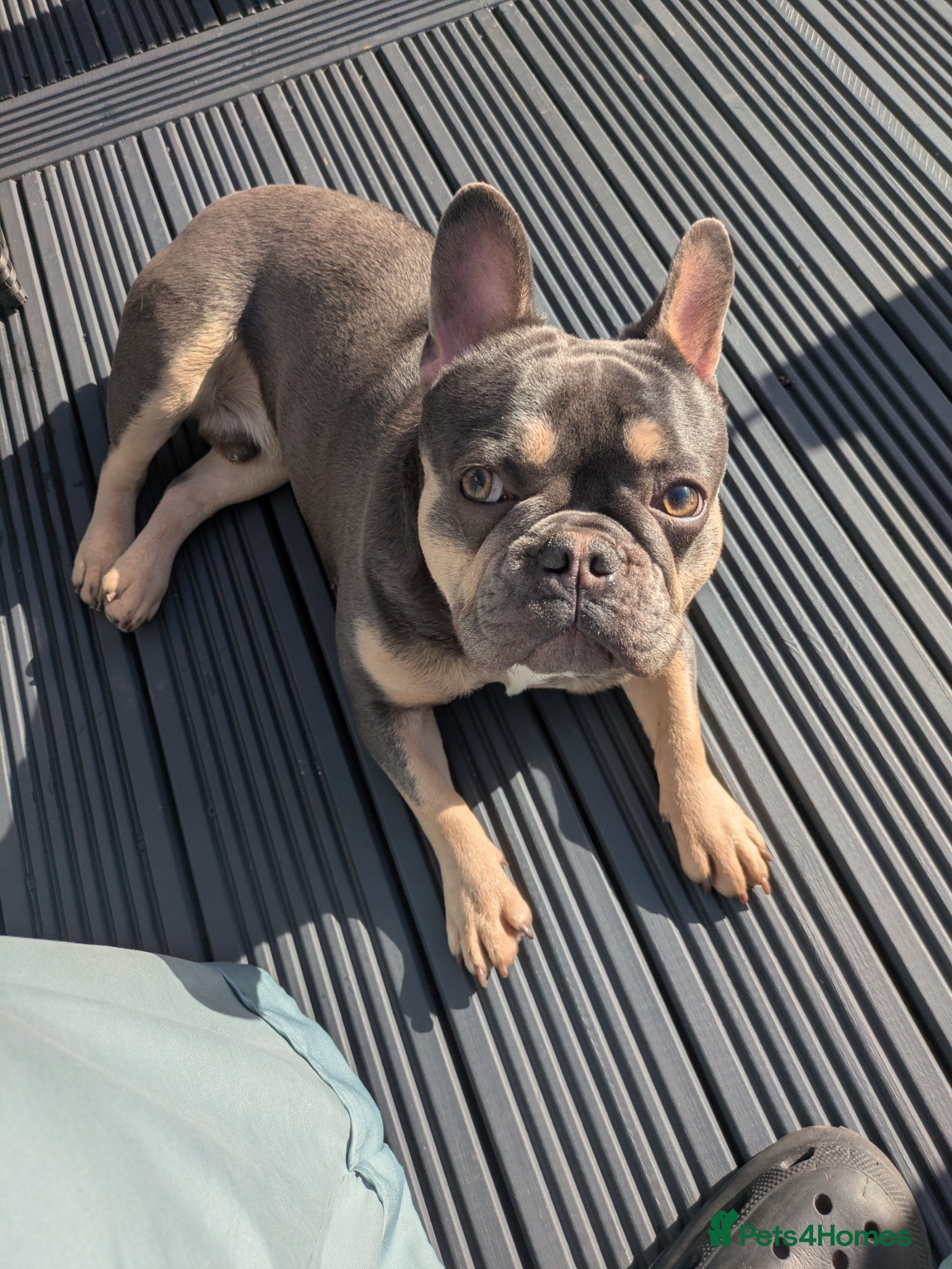 French Bulldog dogs for sale: Male french bulldog read Full description  - Advert 5