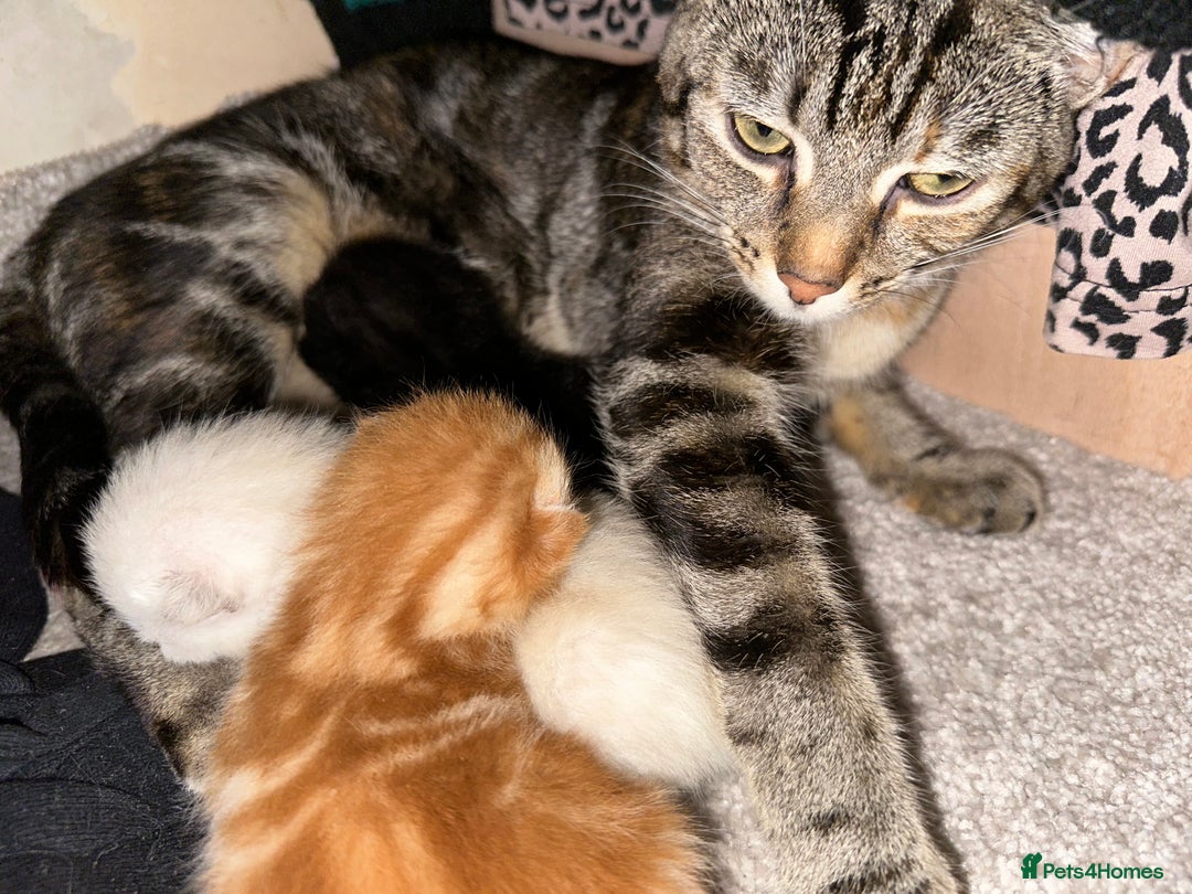 Domestic Shorthair cats for sale: Domestic short hair kittens  - Image 3