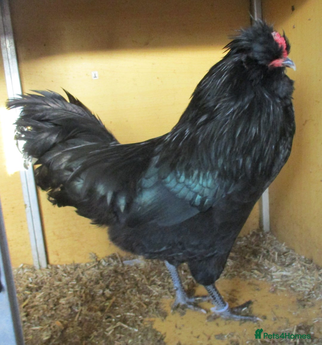 Chickens poultry for sale: Araucana TRIO, 1 black cock, 2 blue POL pullets - Image 3