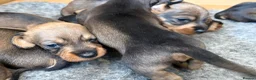 Dachshund dogs for sale: Teckel (Wire haired dachshund) - Advert 5