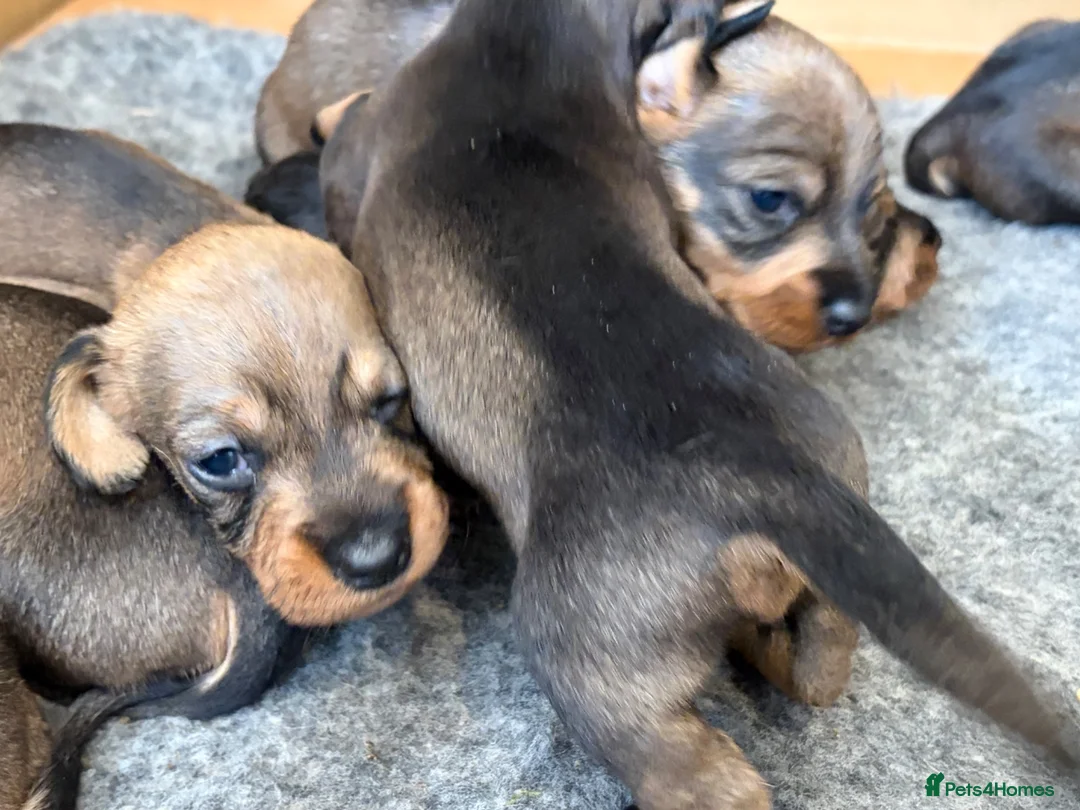 Dachshund dogs for sale: Teckel (Wire haired dachshund) - Advert 5