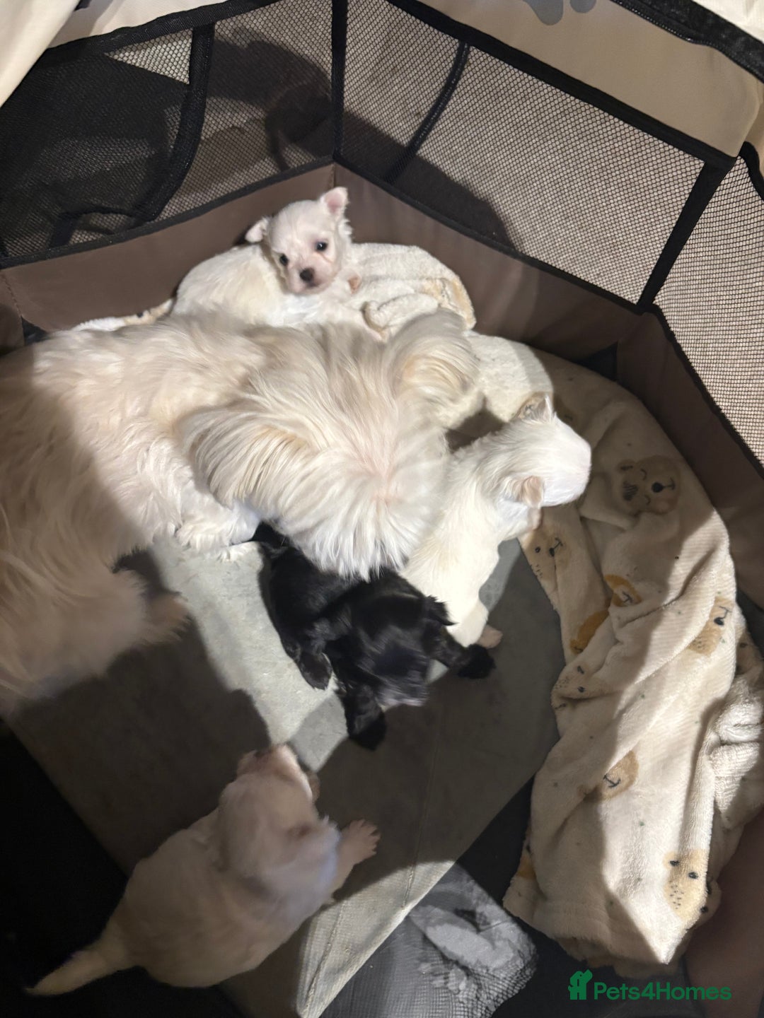 Morkie dogs for sale: Beautiful fluffy maltese - Advert 4