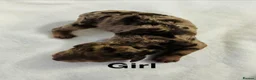 Cockapoo dogs for sale: DNA CLEAR,beautiful Cockapoos, Ready 5th November  - Advert 4