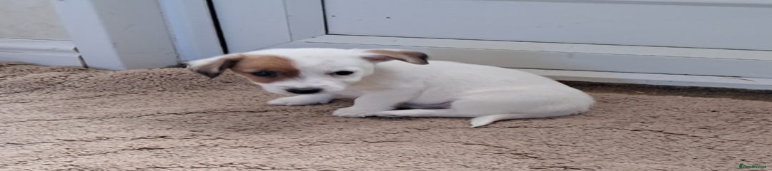 Jack Russell Puppy 1