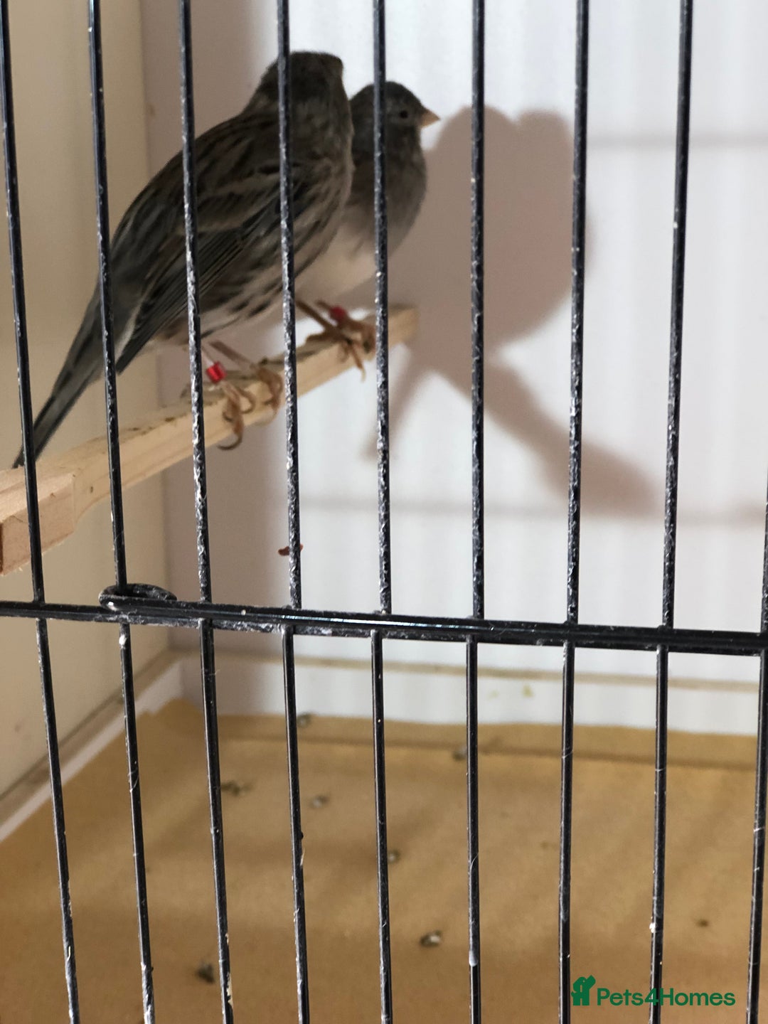 Canaries birds for sale: Fife canaries for sale 2025 bred - Image 8