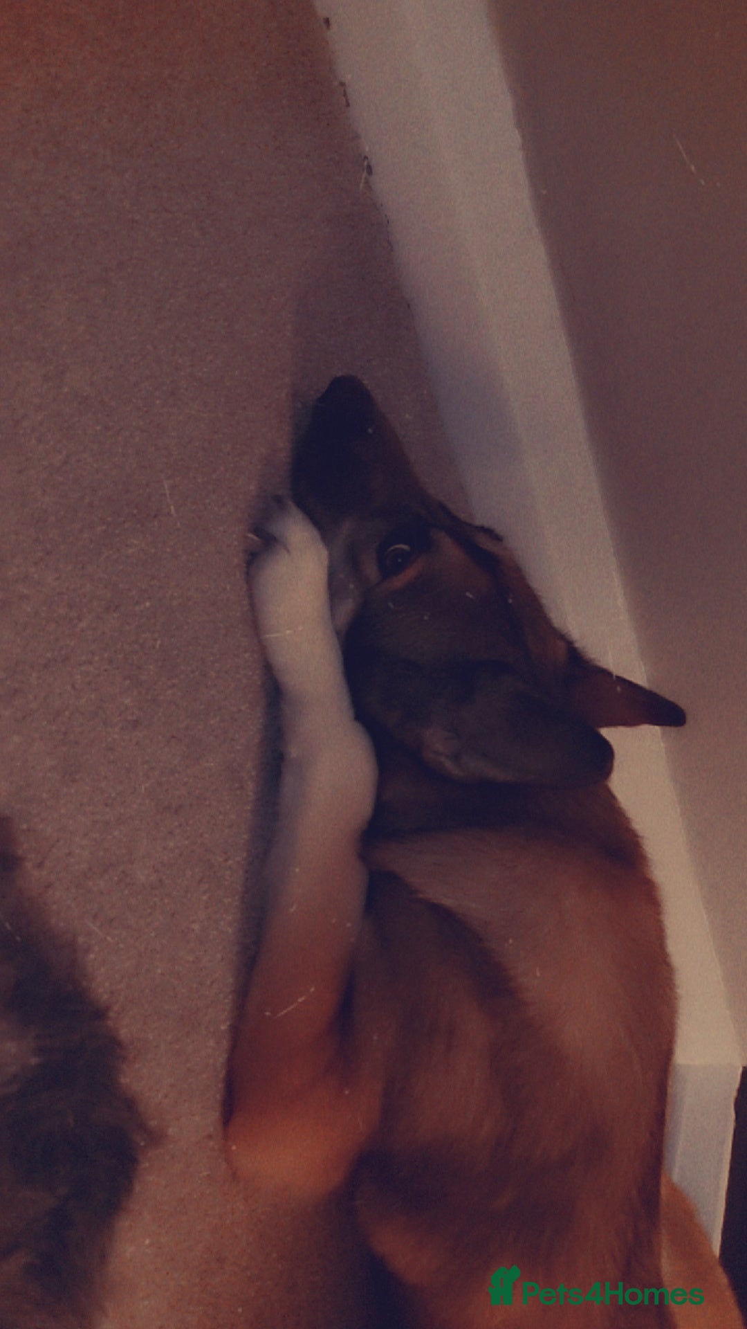 German Shepherd dogs for sale: Female German shepard  - Image 9