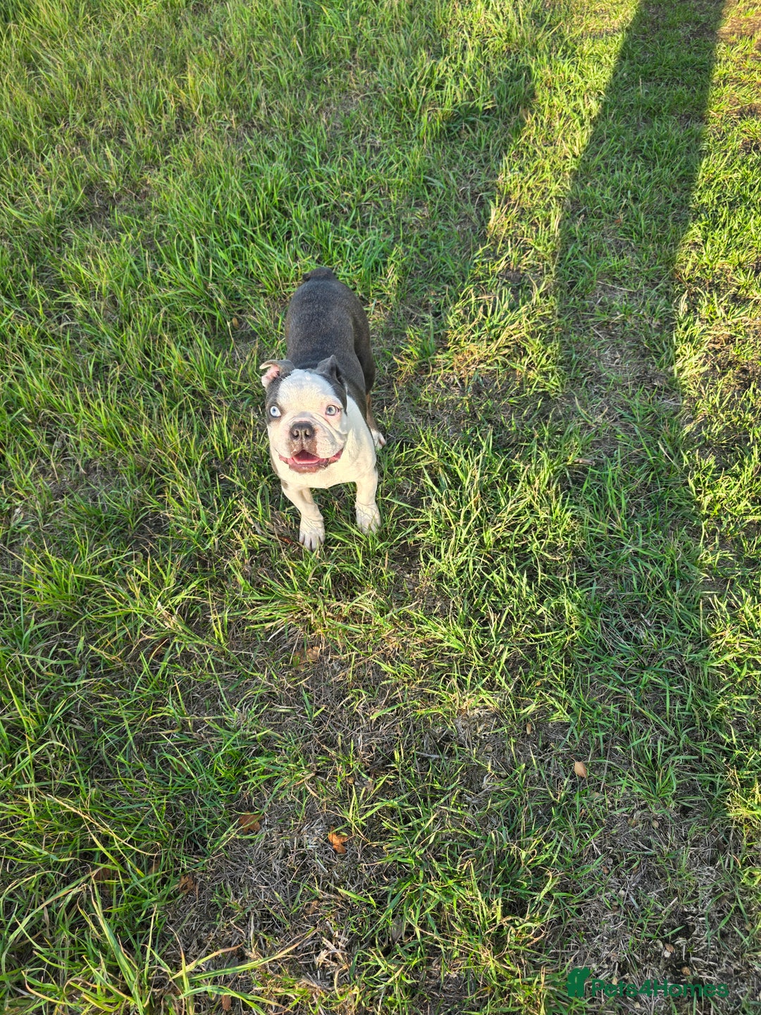 Boston Terrier dogs for stud: Kc registered blue white boy - Advert 4