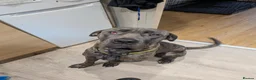 Cane Corso dogs for sale: Marcus in Ellesmere Port - Advert 1