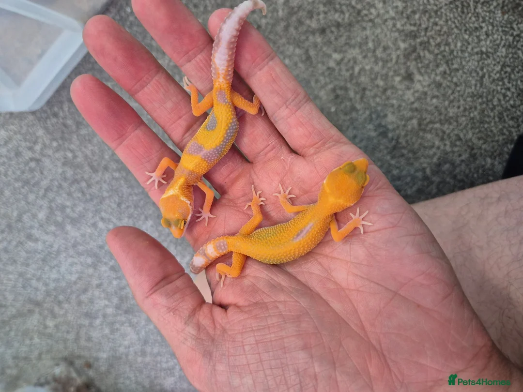 Gecko reptiles for sale: Female Leopard Geckos - Advert 1
