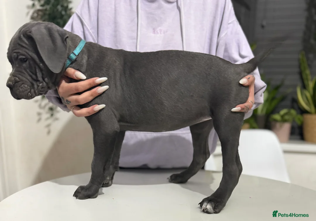 Cane Corso dogs for sale: Ready now🦭FemaleCaneCorso PuppiesTake Home Today! - Advert 2