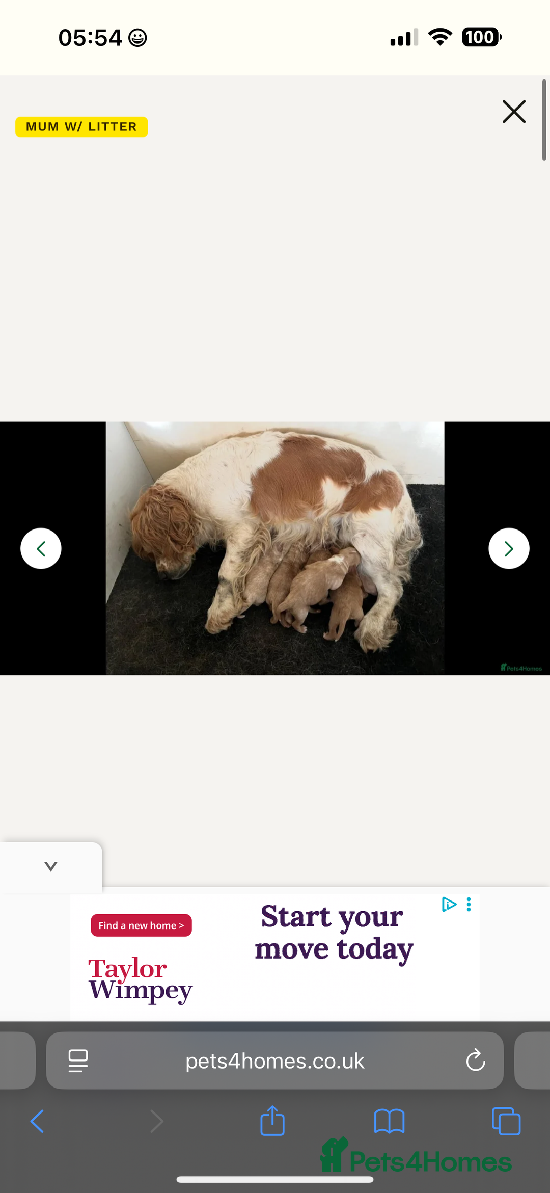 Cockapoo dogs for sale: 12 weeks puppy for sale  - Image 4