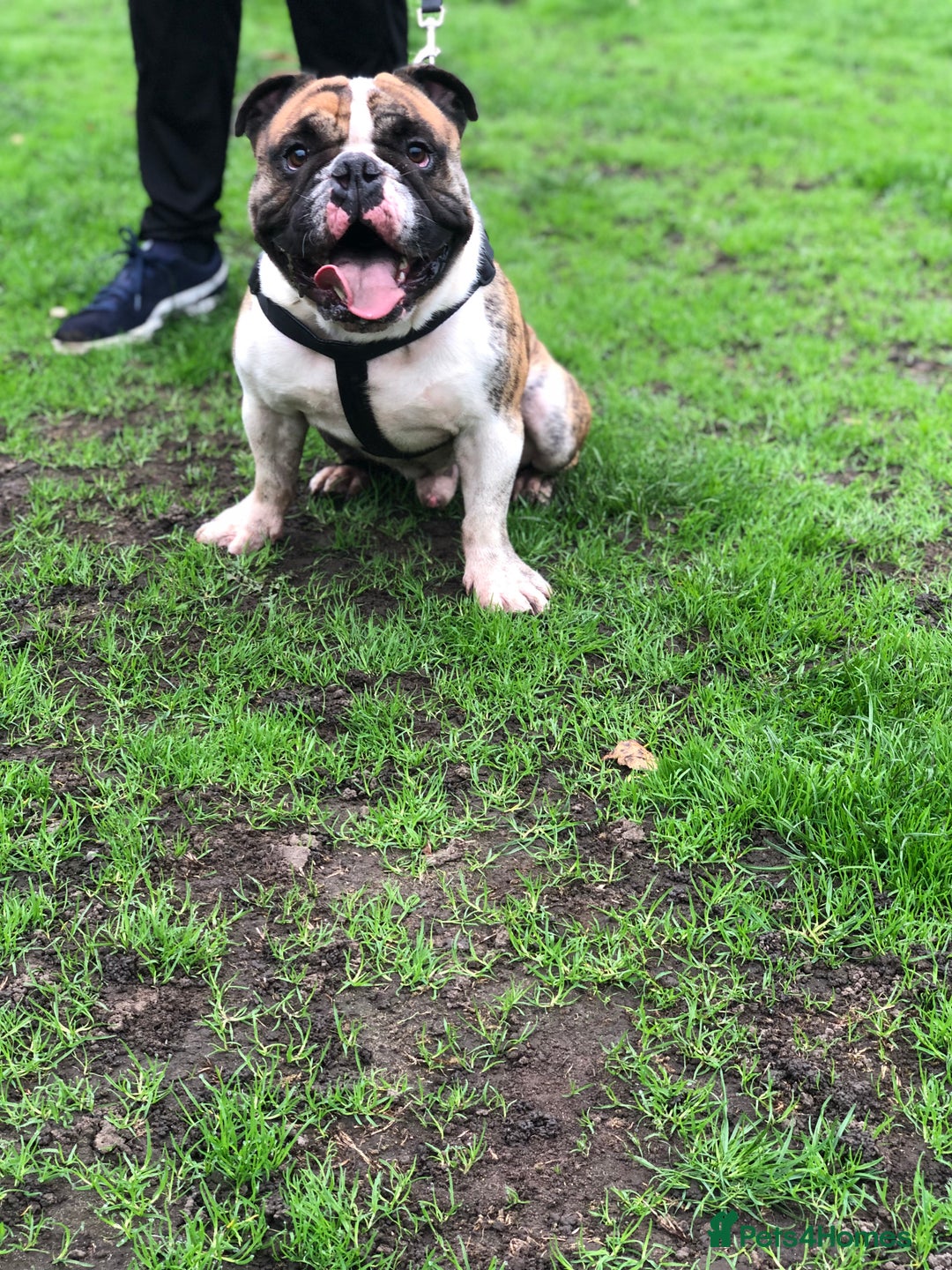 Olde English Bulldogge dogs for stud: Círoc open for stud in Wolverhampton - Advert 5