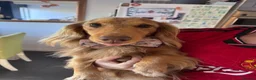 Dachshund dogs for stud: Long haired chocolate dapple dachshund for stud  in Gosport - Advert 3