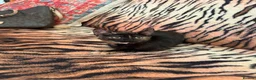 Mixed Breed cats for sale: 4 Beautiful Kittens in Erith - Advert 29