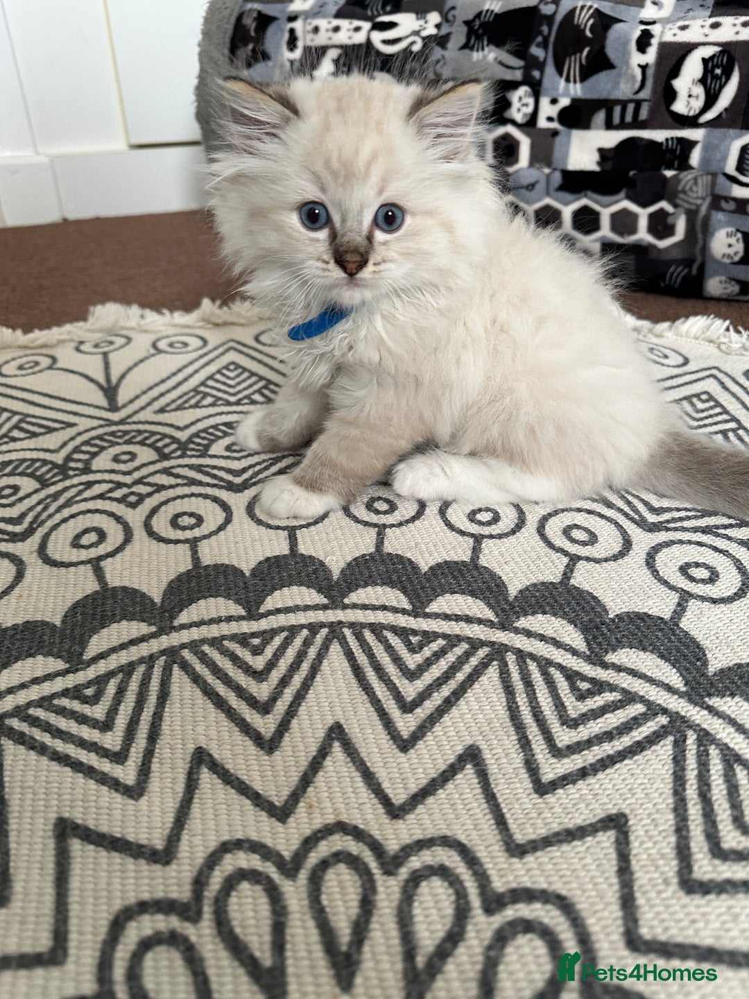 Ragdoll cats for sale: 🥰🥰🥰ONLY 2 left stunning beautiful babies 🥰🥰🥰 - Advert 7