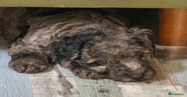 Cavapoochon dogs - Advert 6