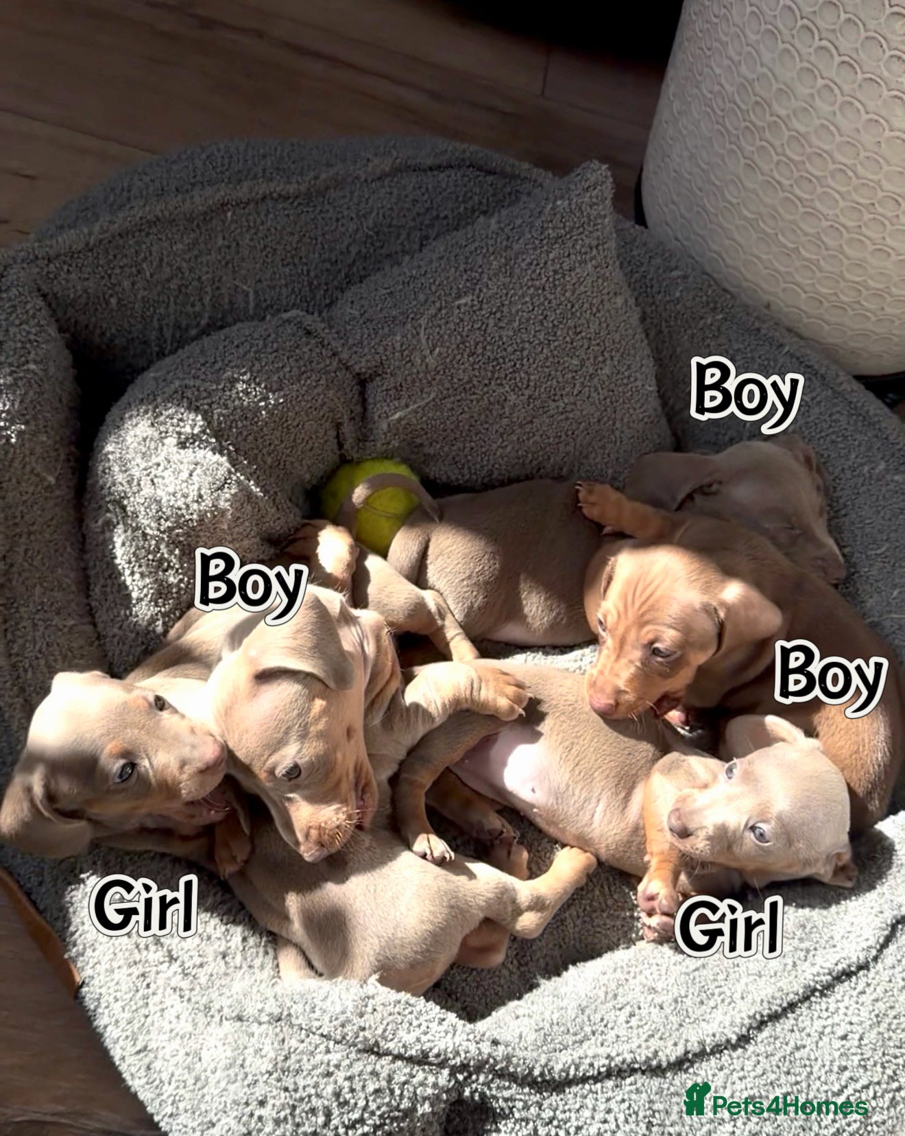 Miniature Dachshund dogs KC registered miniature dachshund  - Advert 3