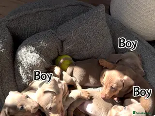 Miniature Dachshund dogs KC registered miniature dachshund - Advert 3