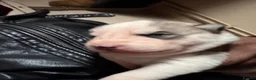 Siberian Husky dogs for sale: Amazing Pure Siberian Huskies - Advert 6