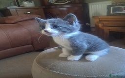 Mixed Breed cats for sale: 2 BEAUTIFUL BOY KITTENS AVAILABLE  - Image 11