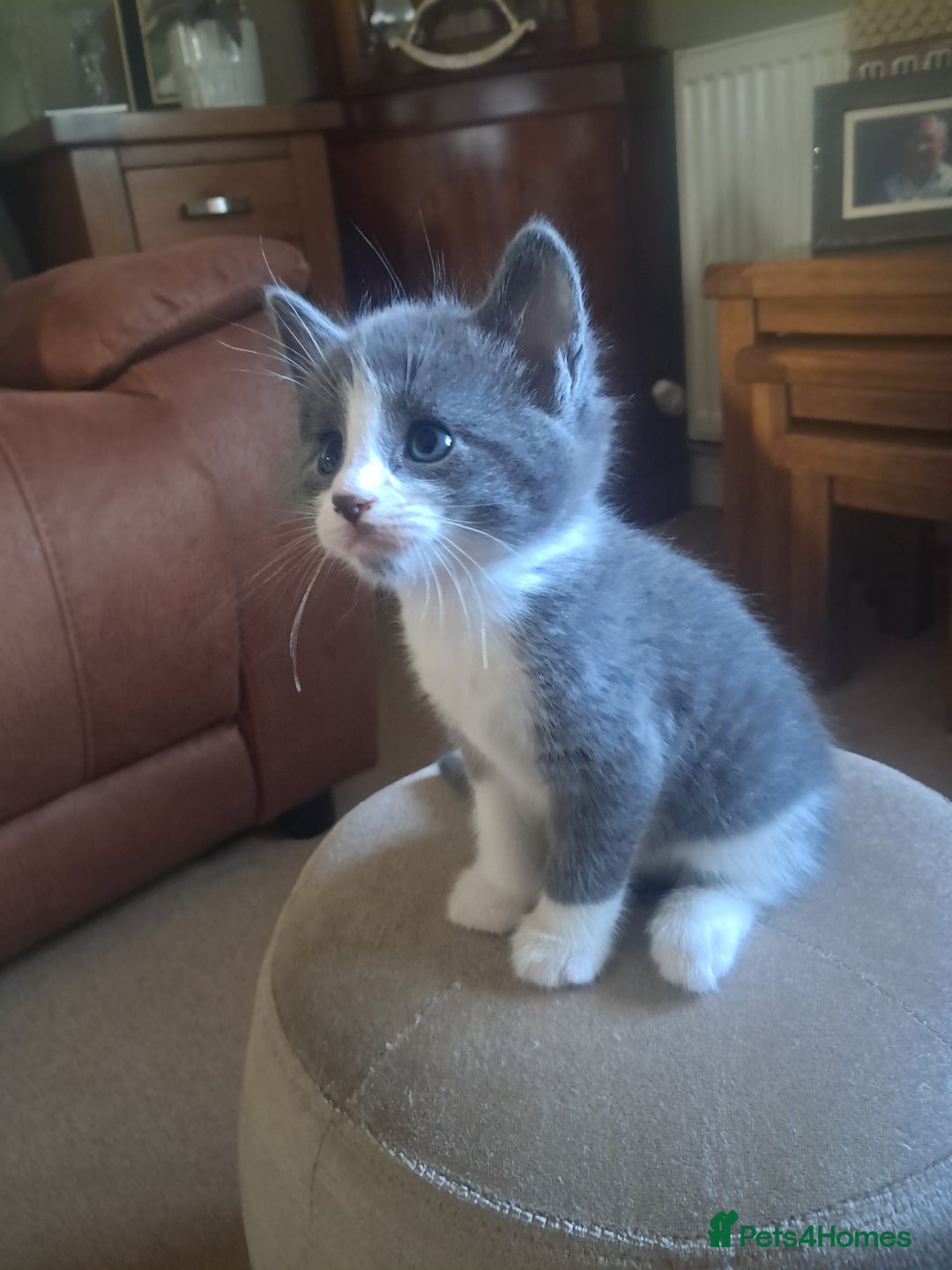 Mixed Breed cats for sale: 2 BEAUTIFUL BOY KITTENS AVAILABLE  - Image 11