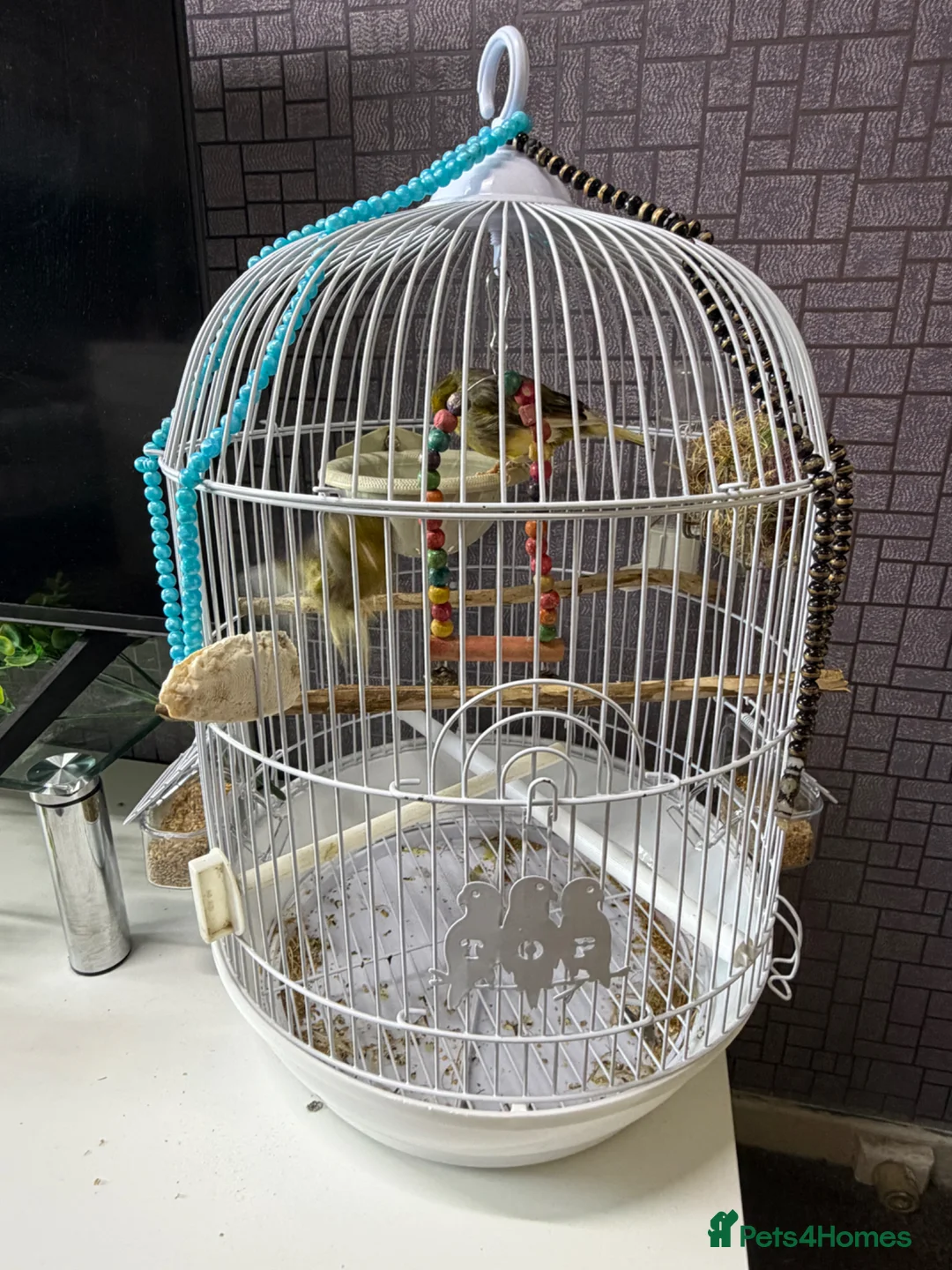 Canaries birds for sale: Canaries songbirds Pair Male and Female with cage  in Manchester - Advert 2