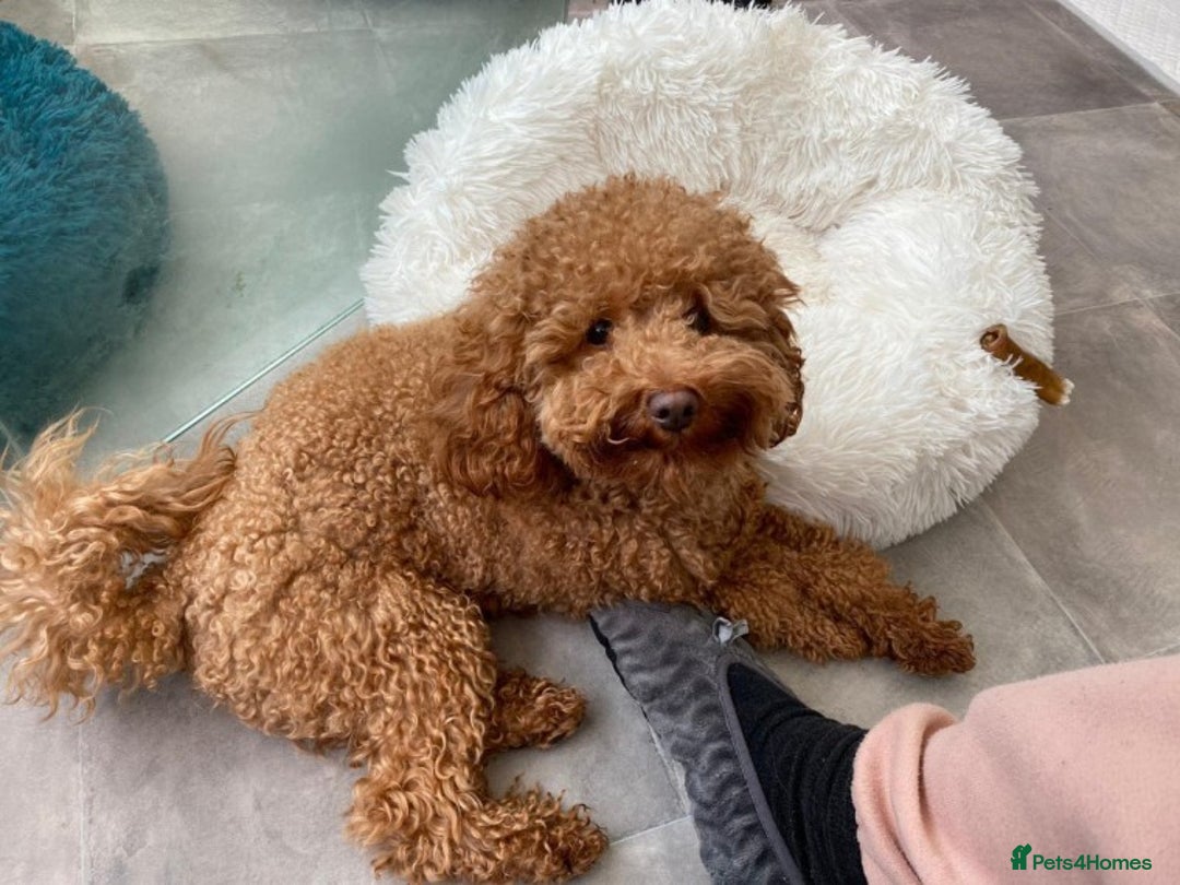 Toy Poodle dogs for stud: AT STUD KC REG TOY POODLE JAM  CLEAR DNA TESTS in High Wycombe - Image 3