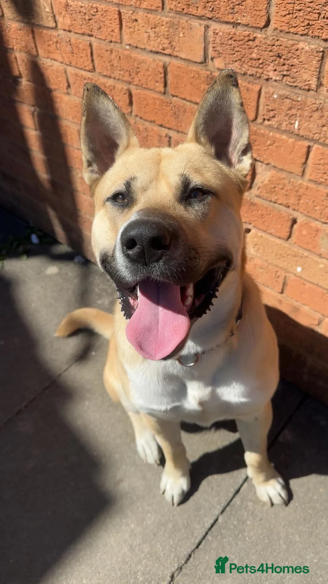 Mixed Breed dogs for sale: Alaskan malamute cross American bulldog  in Worksop - Advert 2