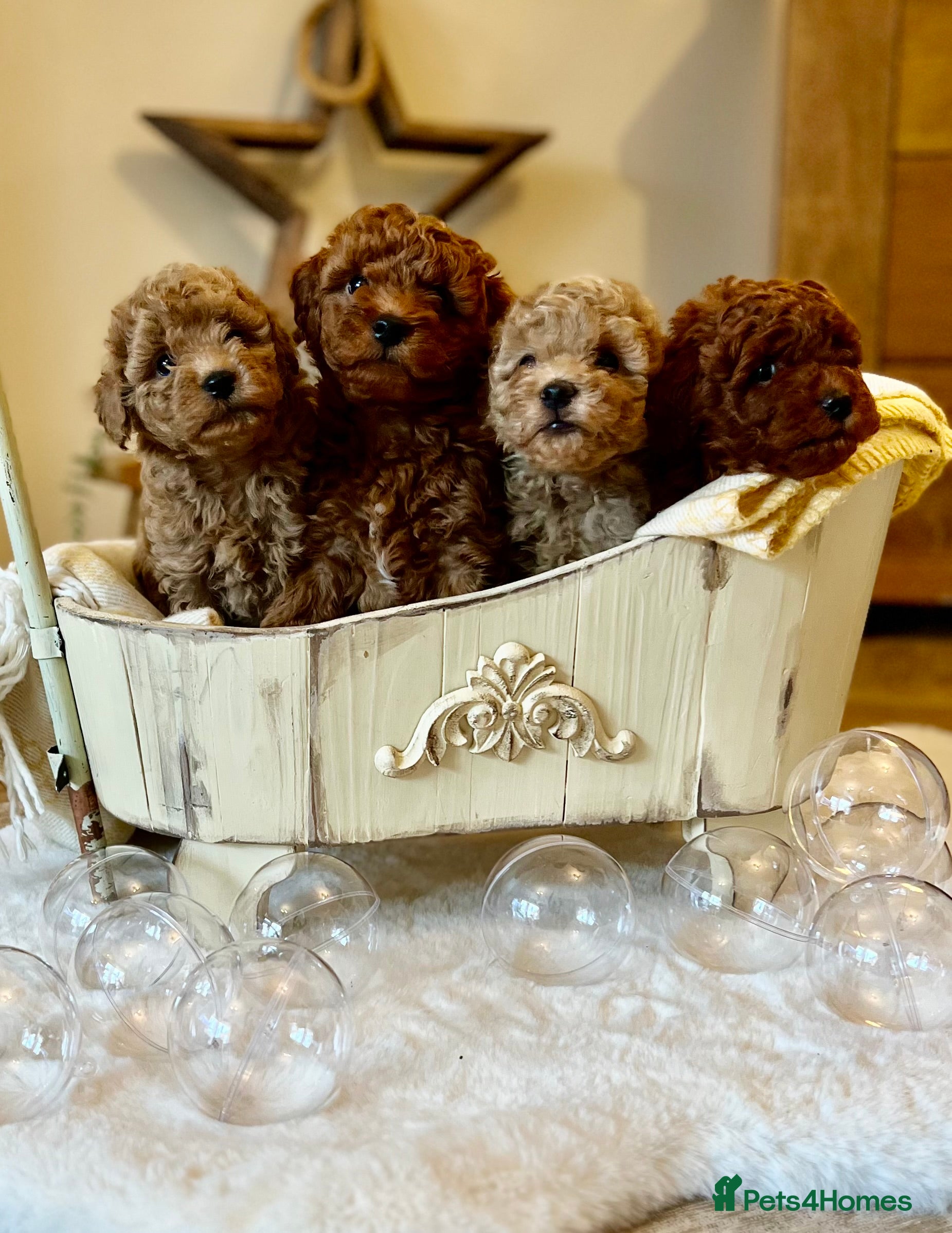 Mini Goldendoodle dogs Miniature Goldendoodles - Advert 15