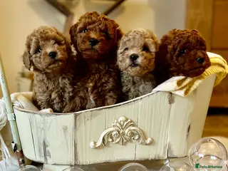 Mini Goldendoodle dogs Miniature Goldendoodles - Advert 2