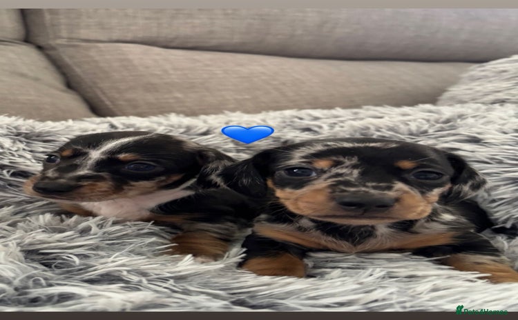 Miniature Dachshund dogs - Advert 5
