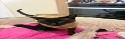 Siamese cats for sale: Siamese X baby’s  - Advert 11