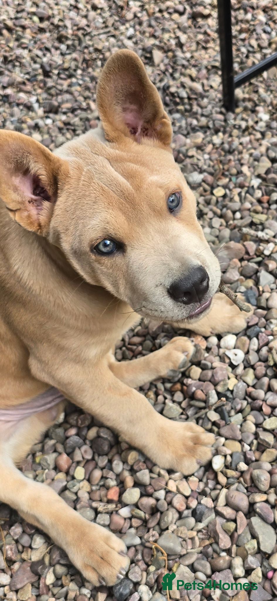 Mixed Breed dogs Charlie the Chaffy **A special boy**  - Advert 2