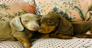Miniature Dachshund dogs Miniature Dachshund puppies for sale  - Advert 8